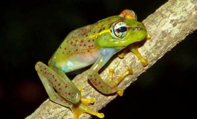 Action Plan: "The Amphibians of the Sahamalaza Peninsula, Northwest Madagascar – Actions for their Conservation"