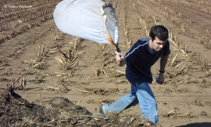 Rui Andrade