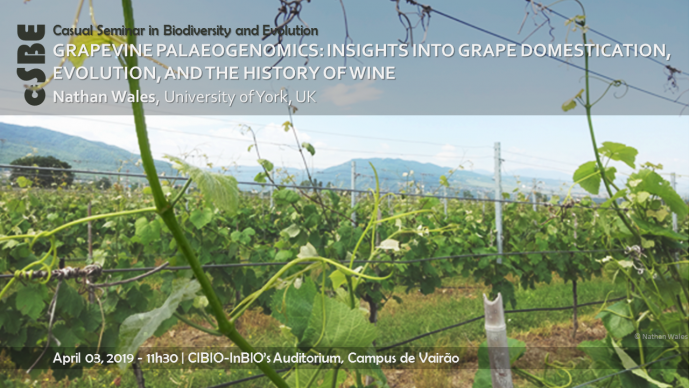 GRAPEVINE PALAEOGENOMICS: INSIGHTS INTO GRAPE DOMESTICATION, EVOLUTION, AND THE HISTORY OF WINE