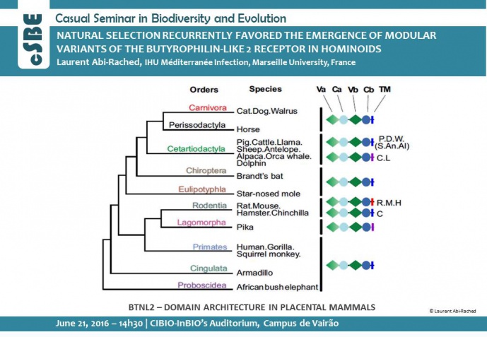 NATURAL SELECTION RECURRENTLY FAVORED THE EMERGENCE OF MODULAR VARIANTS OF THE BUTYROPHILIN-LIKE 2 RECEPTOR IN HOMINOIDS