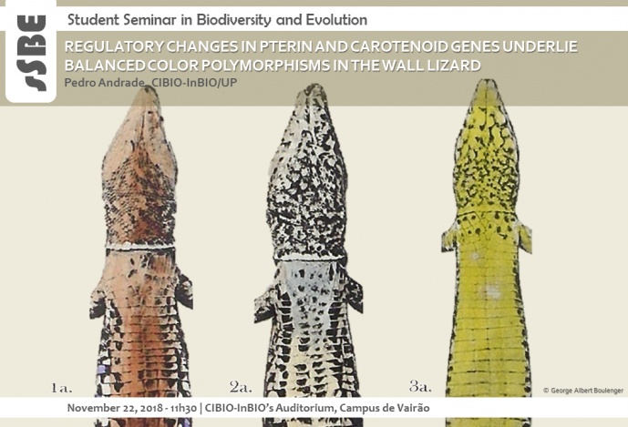 REGULATORY CHANGES IN PTERIN AND CAROTENOID GENES UNDERLIE BALANCED COLOR POLYMORPHISMS IN THE WALL LIZARD