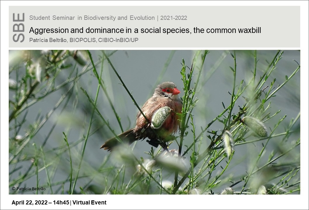 Aggression and dominance in a social species, the common waxbill