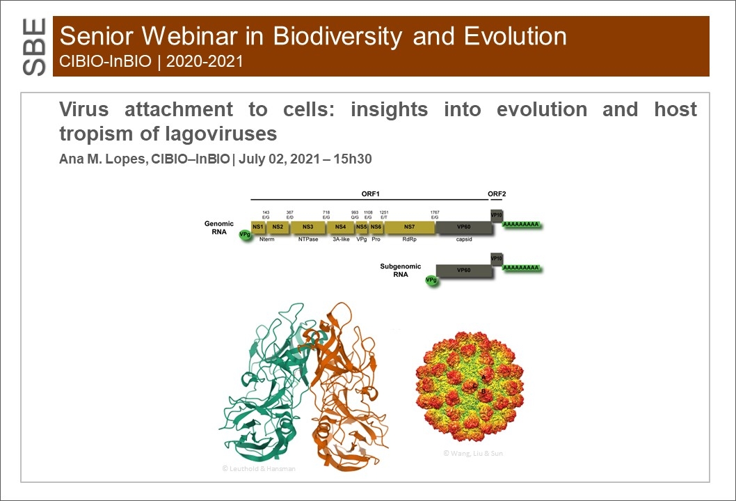 Virus attachment to cells: insights into evolution and host tropism of lagoviruses