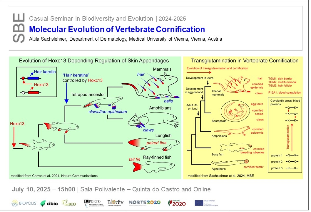 Molecular Evolution of Vertebrate Cornification