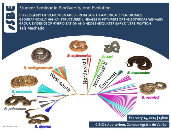 PHYLOGENY OF VENOM SNAKES FROM SOUTH AMERICA OPEN BIOMES: GEOGRAPHICALLY HIGHLY-STRUCTURED LINEAGES IN PIT VIPERS OF THE BOTHROPS NEUWIEDI GROUP, EVIDENCE OF HYBRIDIZATION AND NEOGENE/QUATERNARY DIVERSIFICATION PHYLOGENY OF VENOM SNAKES FROM SOUTH AMERICA OPEN BIOMES: GEOGRAPHICALLY HIGHLY-STRUCTURED LINEAGES IN PIT VIPERS OF THE BOTHROPS NEUWIEDI GROUP, EVIDENCE OF HYBRIDIZATION AND NEOGENE/QUATERNARY DIVERSIFICATION