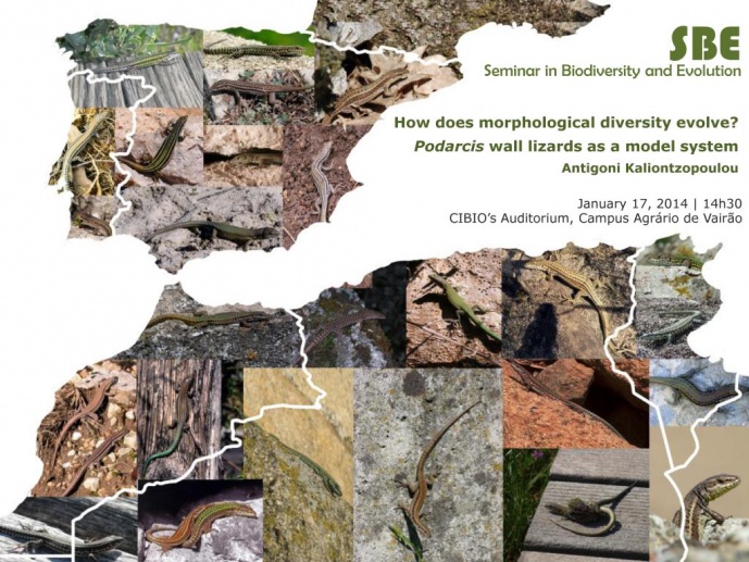 HOW DOES MORPHOLOGICAL DIVERSITY EVOLVE? PODARCIS WALL LIZARDS AS A MODEL SYSTEM