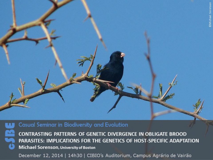 CONTRASTING PATTERNS OF GENETIC DIVERGENCE IN OBLIGATE BROOD PARASITES: IMPLICATIONS FOR THE GENETICS OF HOST-SPECIFIC ADAPTATION