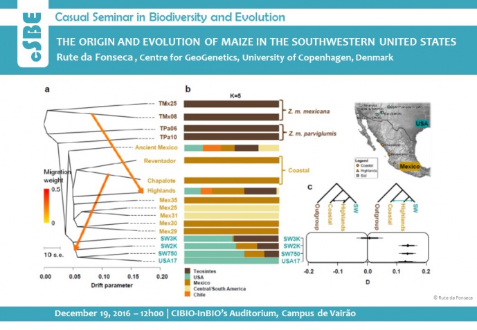THE ORIGIN AND EVOLUTION OF MAIZE IN THE SOUTHWESTERN UNITED STATES