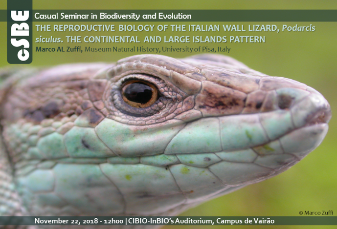THE REPRODUCTIVE BIOLOGY OF THE ITALIAN WALL LIZARD, Podarcis siculus. THE CONTINENTAL AND LARGE ISLANDS PATTERN