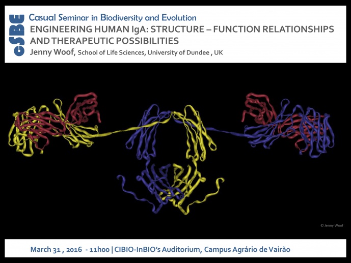ENGINEERING HUMAN IgA: STRUCTURE-FUNCTION RELATIONSHIPS AND THERAPEUTIC POSSIBILITIES