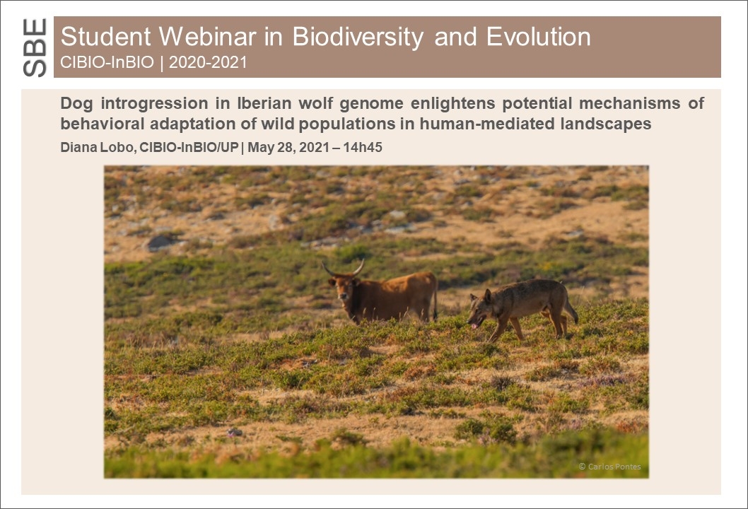 Dog introgression in Iberian wolf genome enlightens potential mechanisms of behavioral adaptation of wild populations in human-mediated landscapes