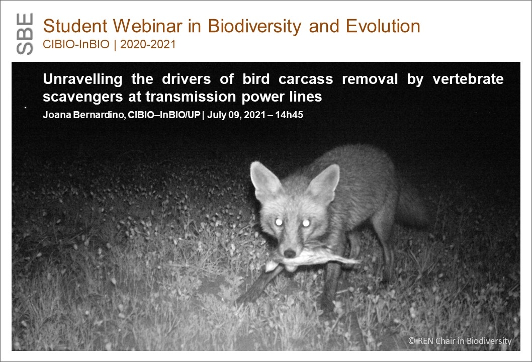Unravelling the drivers of bird carcass removal by vertebrate scavengers at transmission power lines