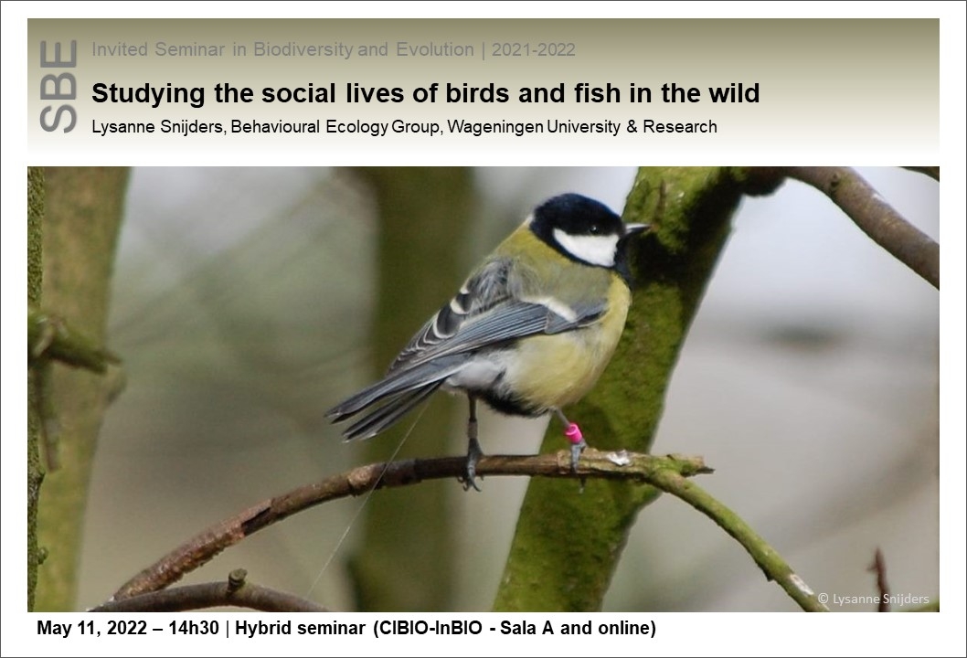 Studying the social lives of birds and fish in the wild