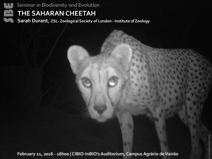 THE SAHARAN CHEETAH