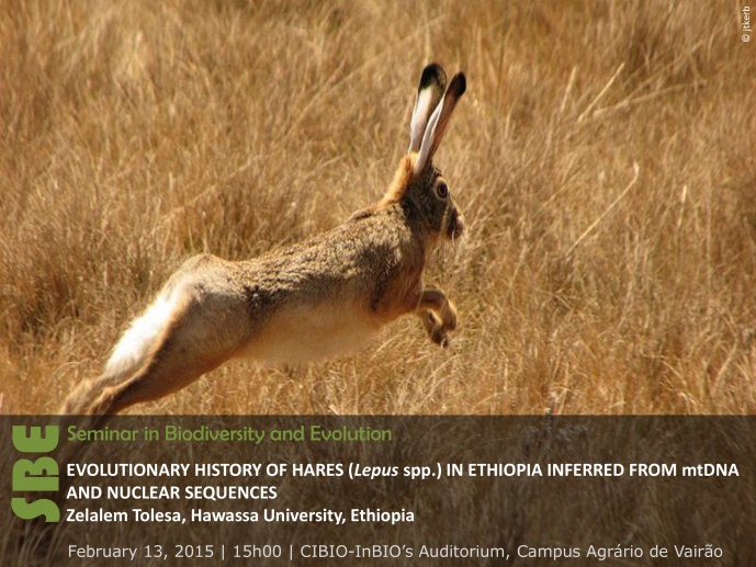EVOLUTIONARY HISTORY OF HARES (Lepus spp.) IN ETHIOPIA INFERRED FROM MTDNA AND NUCLEAR SEQUENCES EVOLUTIONARY HISTORY OF HARES (Lepus spp.) IN ETHIOPIA INFERRED FROM MTDNA AND NUCLEAR SEQUENCES