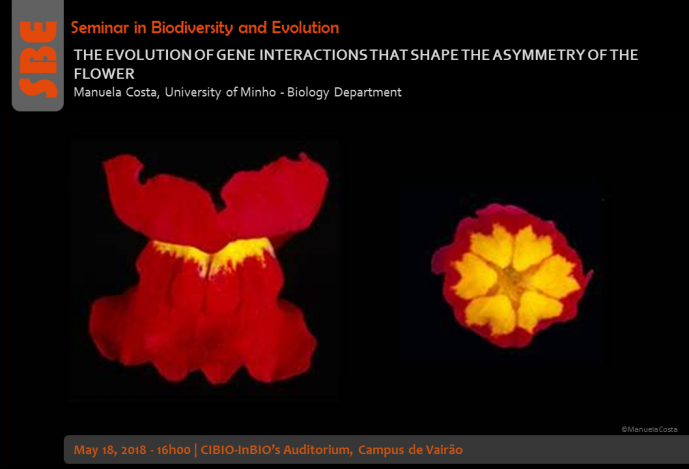 THE EVOLUTION OF GENE INTERACTIONS THAT SHAPE THE ASYMMETRY OF THE FLOWER