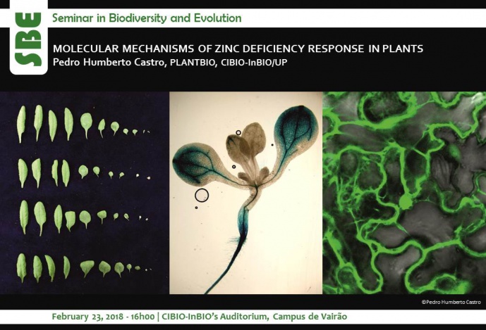 MOLECULAR MECHANISMS OF ZINC DEFICIENCY RESPONSE IN PLANTS