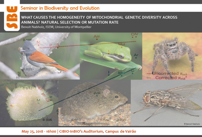 WHAT CAUSES THE HOMOGENEITY OF MITOCHONDRIAL GENETIC DIVERSITY ACROSS ANIMALS? NATURAL SELECTION OR MUTATION RATE