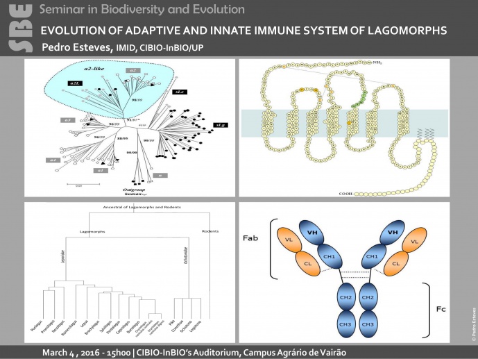 EVOLUTION OF ADAPTIVE AND INNATE IMMUNE SYSTEM OF LAGOMORPHS