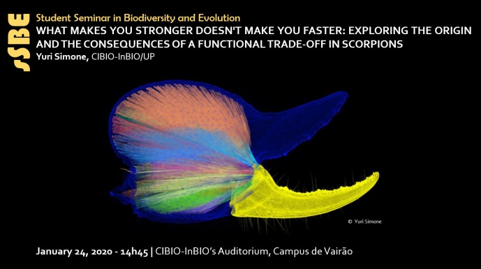 What makes you stronger doesn't make you faster: exploring the origin and the consequences of a functional trade-off in scorpions