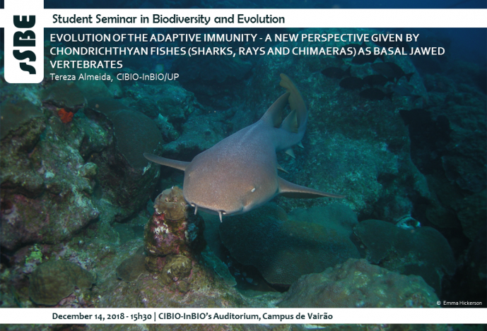 EVOLUTION OF THE ADAPTIVE IMMUNITY - A NEW PERSPECTIVE GIVEN BY CHONDRICHTHYAN FISHES (SHARKS, RAYS AND CHIMAERAS) AS BASAL JAWED VERTEBRATES