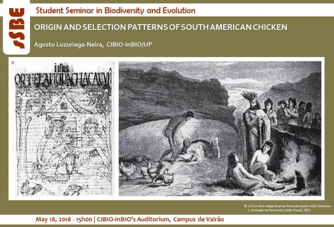 ORIGIN AND SELECTION PATTERNS OF SOUTH AMERICAN CHICKEN