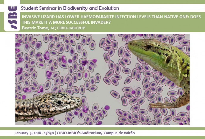 INVASIVE LIZARD HAS LOWER HAEMOPARASITE INFECTION LEVELS THAN NATIVE ONE: DOES THIS MAKE IT A MORE SUCCESSFUL INVADER?