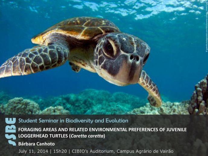 FORAGING AREAS AND RELATED ENVIRONMENTAL PREFERENCES OF JUVENILE LOGGERHEAD TURTLES (Caretta caretta)