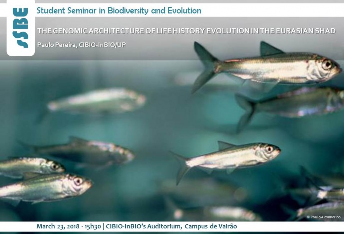THE GENOMIC ARCHITECTURE OF LIFE HISTORY EVOLUTION IN THE EURASIAN SHAD