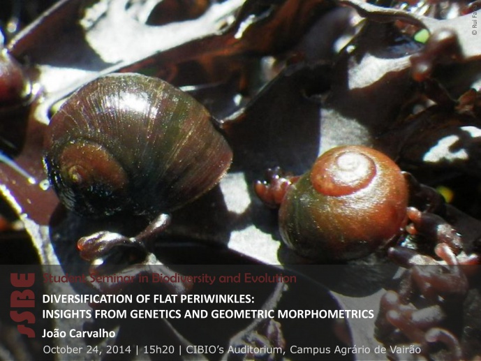 DIVERSIFICATION OF FLAT PERIWINKLES: INSIGHTS FROM GENETICS AND GEOMETRIC MORPHOMETRICS