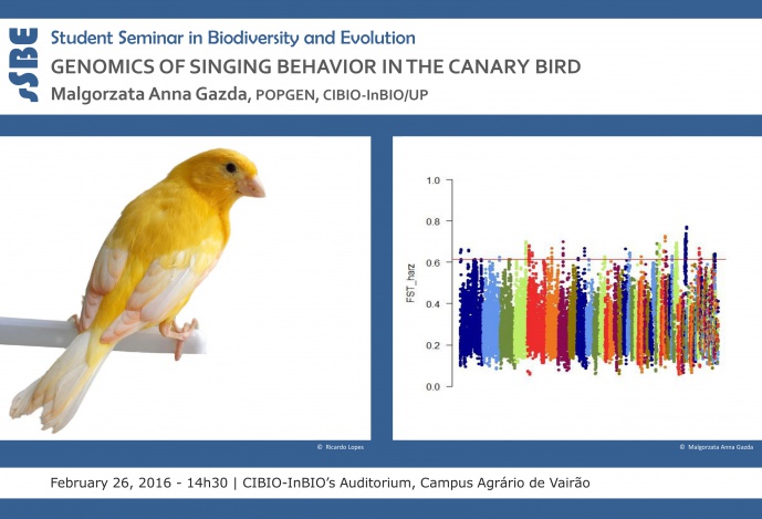 GENOMICS OF SINGING BEHAVIOR IN THE CANARY BIRD