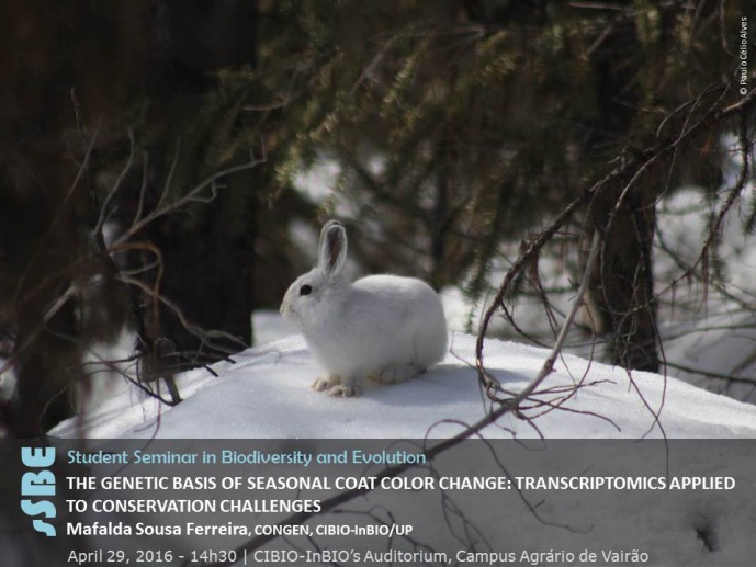 THE GENETIC BASIS OF SEASONAL COAT COLOR CHANGE: TRANSCRIPTOMICS APPLIED TO CONSERVATION CHALLENGES