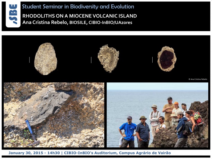 RHODOLITHS ON A MIOCENE VOLCANIC ISLAND