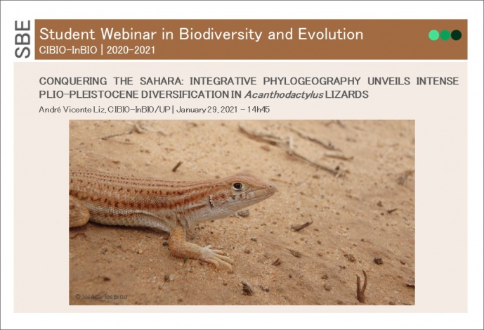 Conquering the Sahara: integrative phylogeography unveils intense Plio-Pleistocene diversification in Acanthodactylus lizards