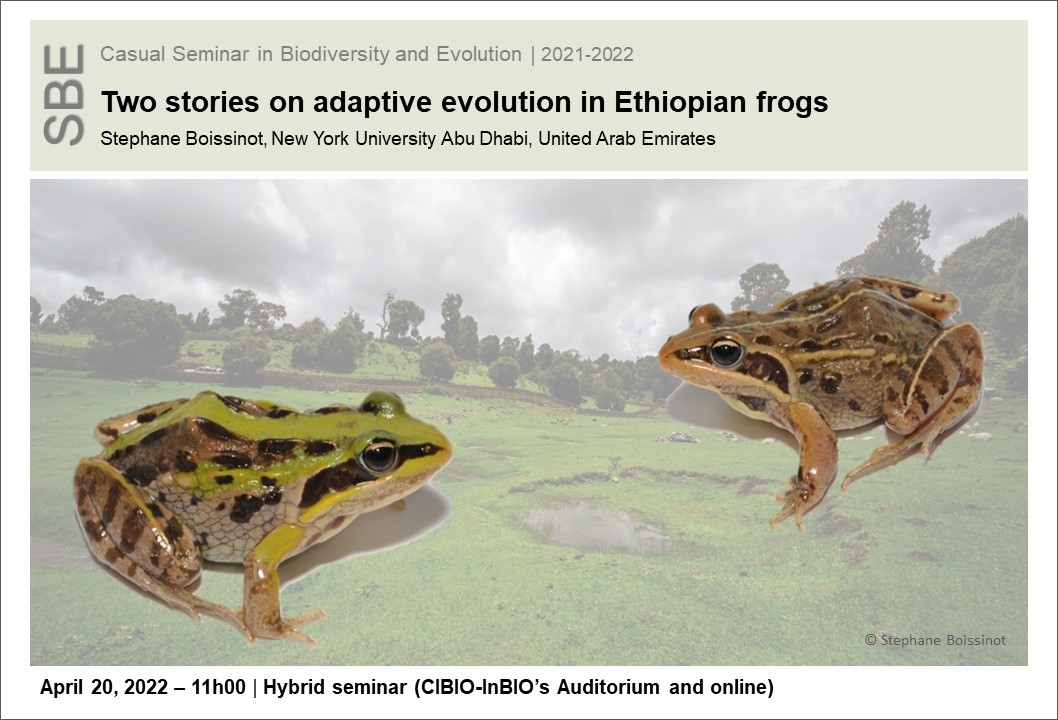 Two stories on adaptive evolution in Ethiopian frogs