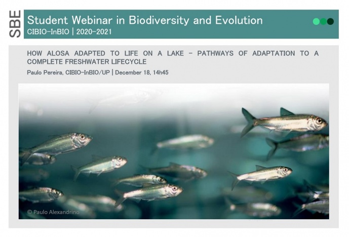 How Alosa adapted to life on a lake - pathways of adaptation to a complete freshwater lifecycle