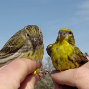 Behavioural Ecology - BE