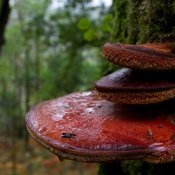 Biodiversity in Agricultural and Forest Ecosystems - AGRODIV