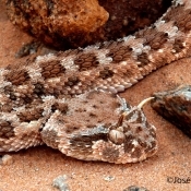 Biodiversity of Deserts and Arid Regions - BIODESERTS
