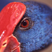 Conservation Genetics and Wildlife Management - CONGEN