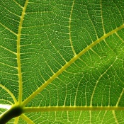 Plant Biology - PLANTBIO