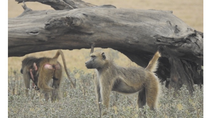 Primate Adaptations, Landscapes & Evolutionary Origins group - PALEO