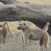 Primate Adaptations, Landscapes & Evolutionary Origins group - PALEO