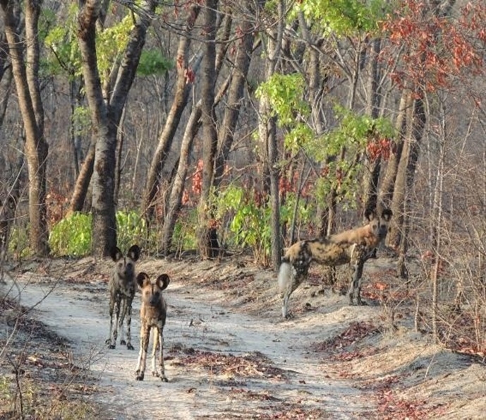 Wildlife Conservation Ecology - WILDEcol