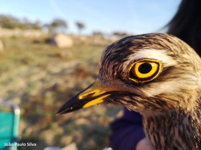 Ecological Monitoring and Conservation - TRACE