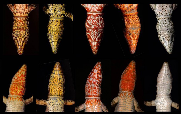 COMPETIÇÃO SEXUAL DITA AS CORES DOS MACHOS DAS LAGARTIXAS