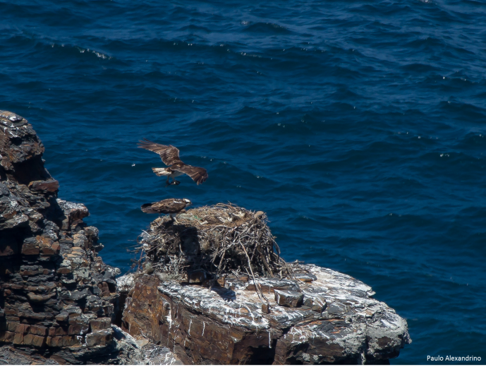 OSPREY’S REINTRODUCTION IN PORTUGAL: TWO CHICKS BORN AT ALQUEVA
