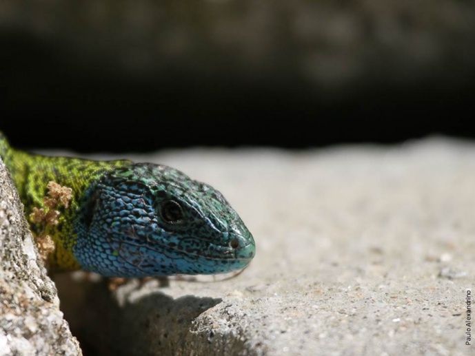 SARDÃO DE CABEÇA AZUL