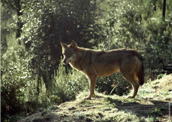O CHICO DOS LOBOS