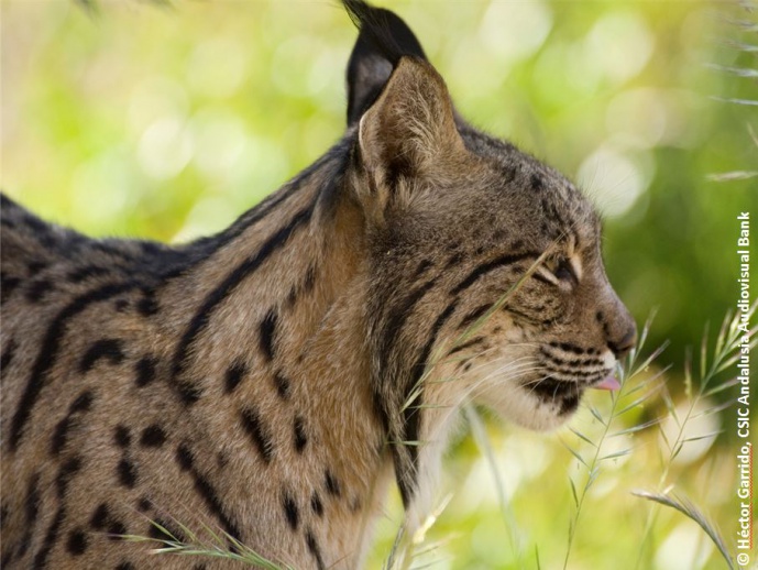 IBERIAN LYNX, MAKING A RISKY COMEBACK IBERIAN LYNX, MAKING A RISKY COMEBACK